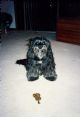 Andys dog Shadow 2.jpg