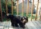 Andys dog Shadow.jpg